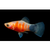 Platka - Zmienniak Plamisty - Xiphophorus maculatus